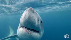 shark-week-ratings-super-predator